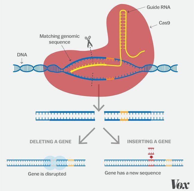 image2 Gattaca and Genetic Editing in the 21st Century — The Science of Discrimination