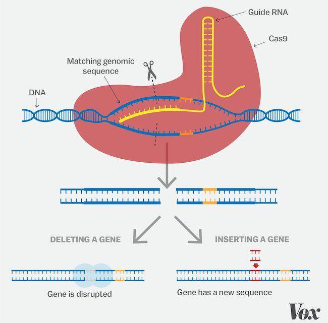 Gattaca and Genetic Editing in the 21st Century — The Science of Discrimination