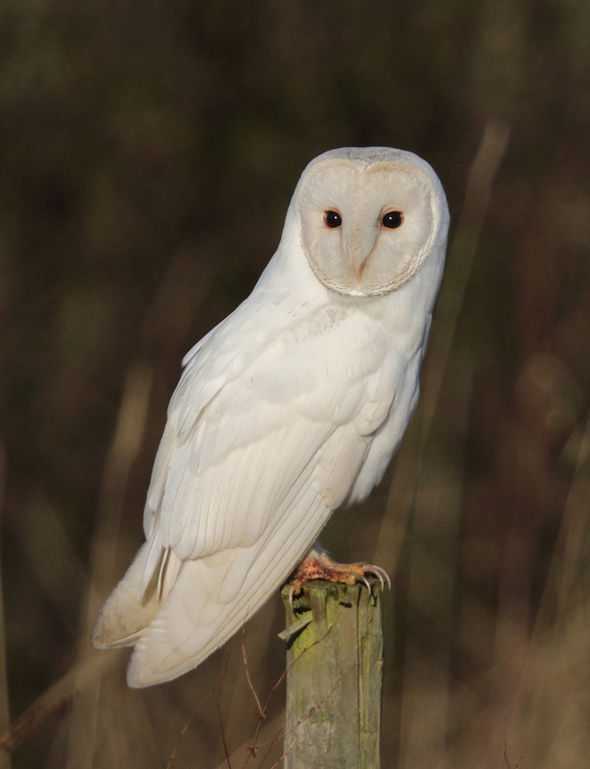 WTF Is Randonauts - An owl seen while randonauting